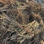 पलवल शुगर मिल में गन्ना गुणवत्ता की जांच करते अधिकारी