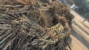 पलवल शुगर मिल में गन्ना गुणवत्ता की जांच करते अधिकारी